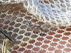 Linnavuoriana decempunctata