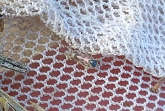 Linnavuoriana decempunctata