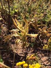 Ferraria densepunctulata
