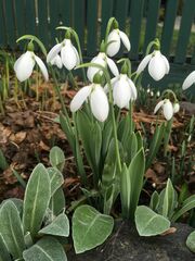 Galanthus