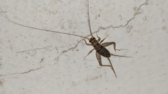 Gryllodes sigillatus