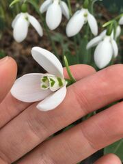 Galanthus