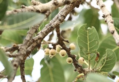 Ficus ingens