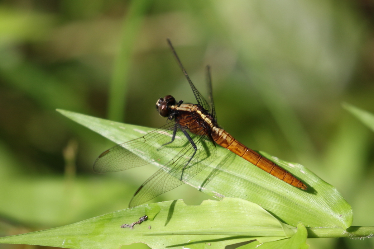 Erythemis peruviana Rambur, 1842