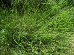 Equisetum × moorei