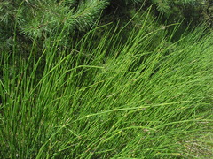 Equisetum × moorei