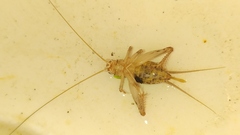 Gryllodes sigillatus