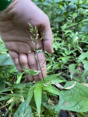 Ichnanthus pallens