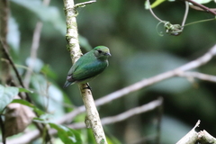 Lepidothrix velutina