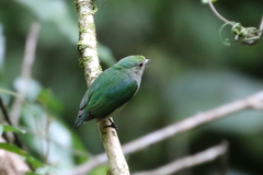 Lepidothrix velutina