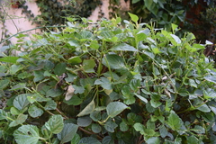 Zonotrichia capensis