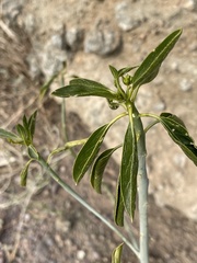 Ditaxis brandegeei