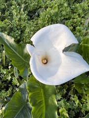 Zantedeschia