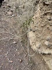 Ditaxis brandegeei