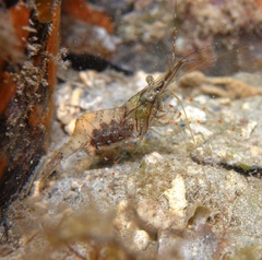 Palaemon intermedius