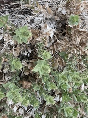 Ambrosia ilicifolia