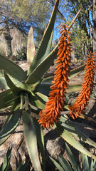 Aloe ferox