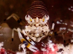 Gnathophyllum americanum