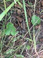 Heuchera richardsonii