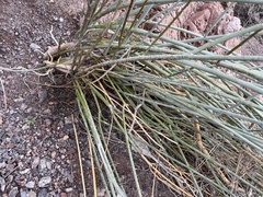 Asclepias subulata