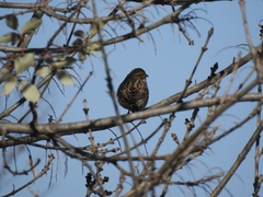 Emberiza cirlus