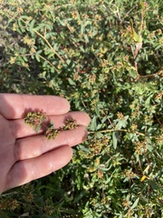 Euphorbia hypericifolia