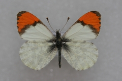 Anthocharis julia sulfuris