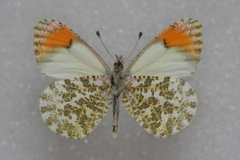Anthocharis julia sulfuris