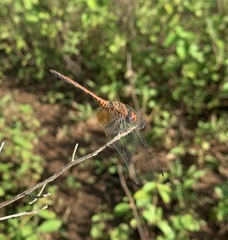 Trithemis werneri