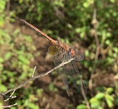 Trithemis werneri