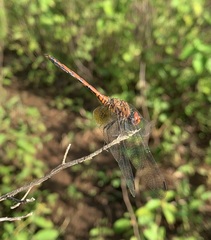 Trithemis werneri