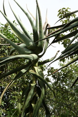 Aloe arborescens