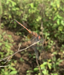 Trithemis werneri