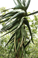 Aloe arborescens