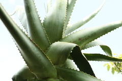 Aloe arborescens