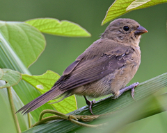 Sporophila caerulescens