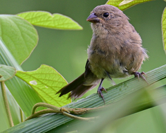 Sporophila caerulescens