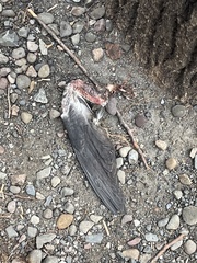 Columba livia domestica