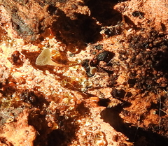 Martininia panamaensis