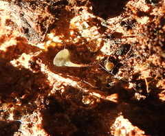 Martininia panamaensis