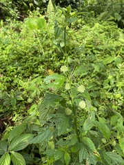 Hyptis capitata