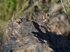 Hipparchia aristaeus