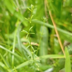 Galium richardianum