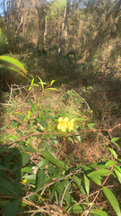 Gelsemium sempervirens