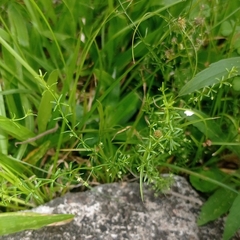 Galium richardianum