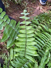 Nephrolepis biserrata