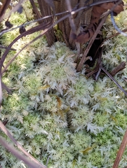 Sphagnum strictum