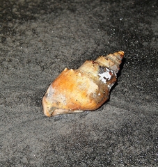 Struthiolaria papulosa