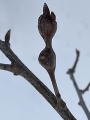 Zapatella quercusphellos