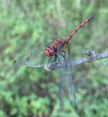 Trithemis werneri
